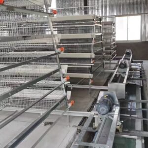 Fully Automated A-Type Cage System for Poultry Farming(10,000 Birds Above)