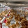Automated H-Type Poultry Brooding Cage System