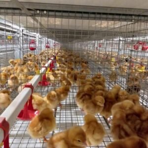Automated H-Type Poultry Brooding Cage System