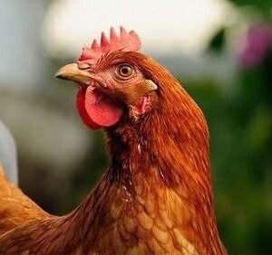 12-Week Point-Of-Cage Pullets